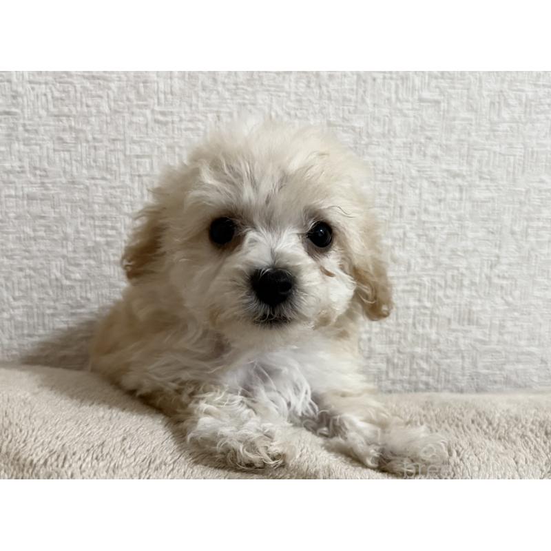 販売中の静岡県のマルプー:マルチーズ×トイプードル-415404の2枚目