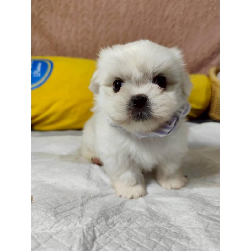 販売中の兵庫県のミックス犬-415409の11枚目