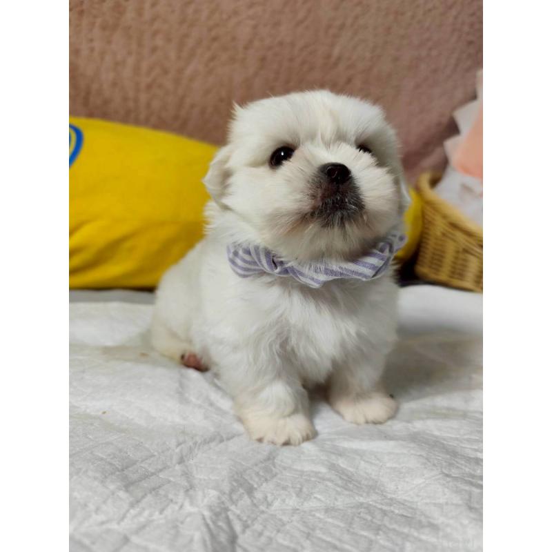 販売中の兵庫県のミックス犬-415409の10枚目
