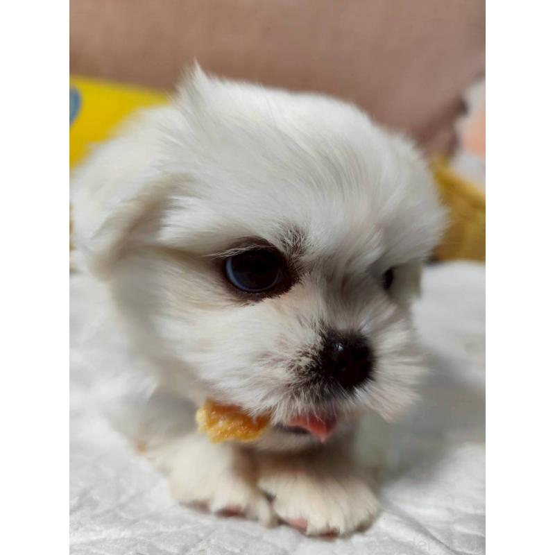 販売中の兵庫県のミックス犬-415409の9枚目