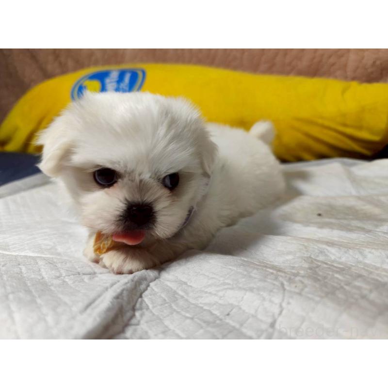 販売中の兵庫県のミックス犬-415409の6枚目