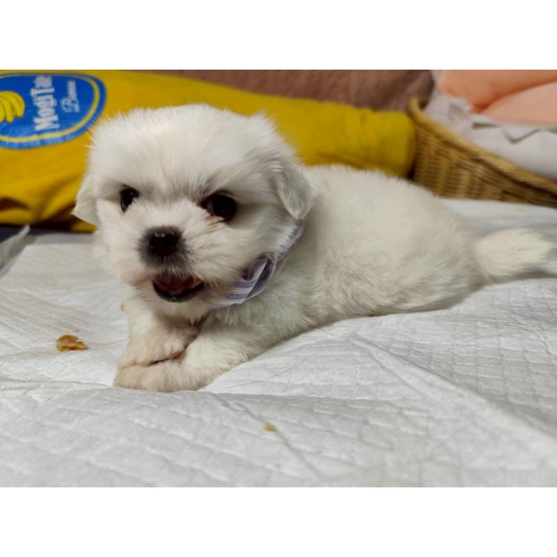 販売中の兵庫県のミックス犬-415409の7枚目