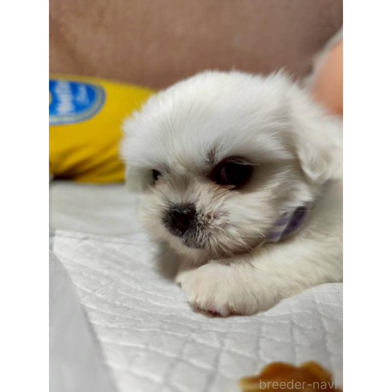販売中の兵庫県のミックス犬-415409の5枚目