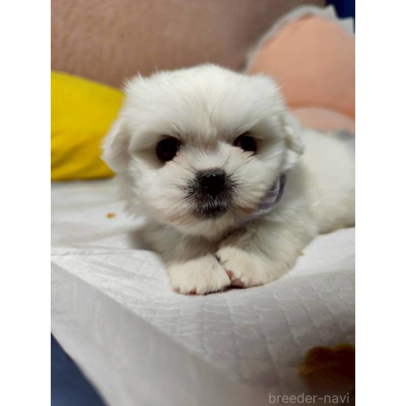 販売中の兵庫県のミックス犬-415409の3枚目