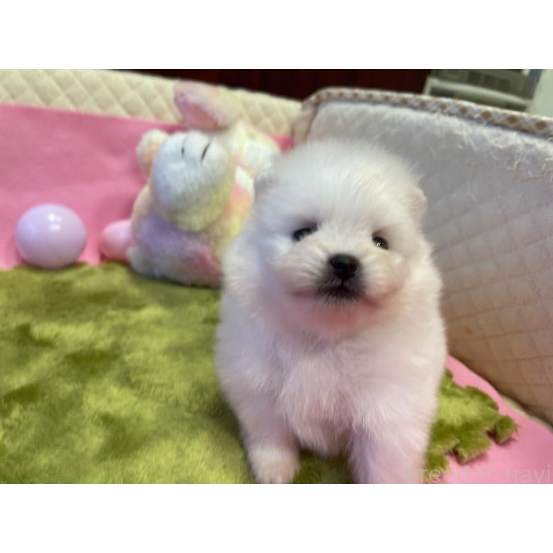 販売中の岐阜県のポメラニアン-415417の3枚目