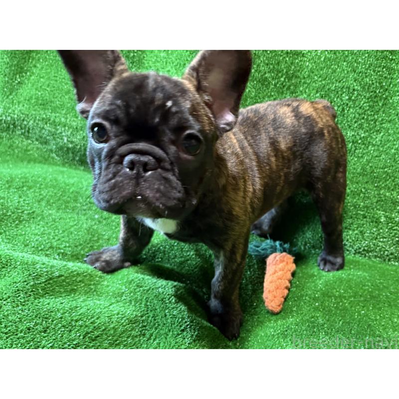 成約済の愛媛県のフレンチブルドッグ-413827の8枚目