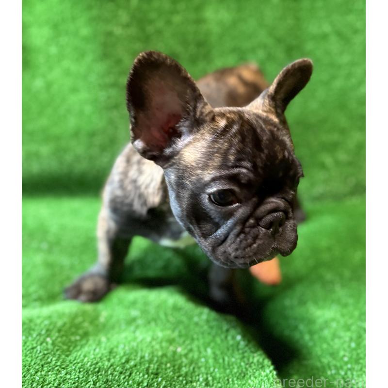 成約済の愛媛県のフレンチブルドッグ-413827の7枚目