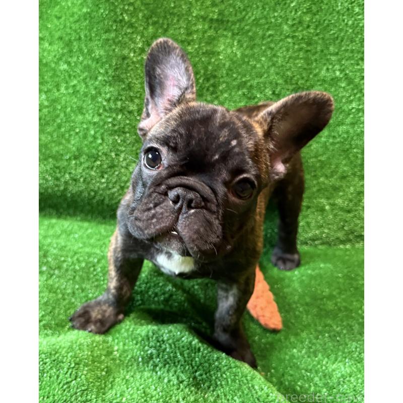 成約済の愛媛県のフレンチブルドッグ-413827の6枚目
