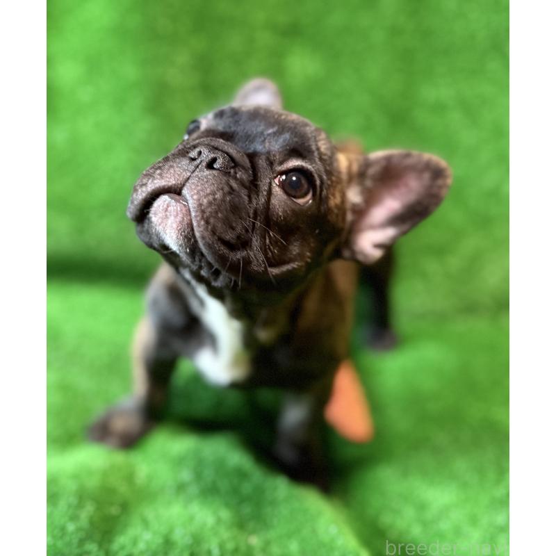 成約済の愛媛県のフレンチブルドッグ-413827の5枚目