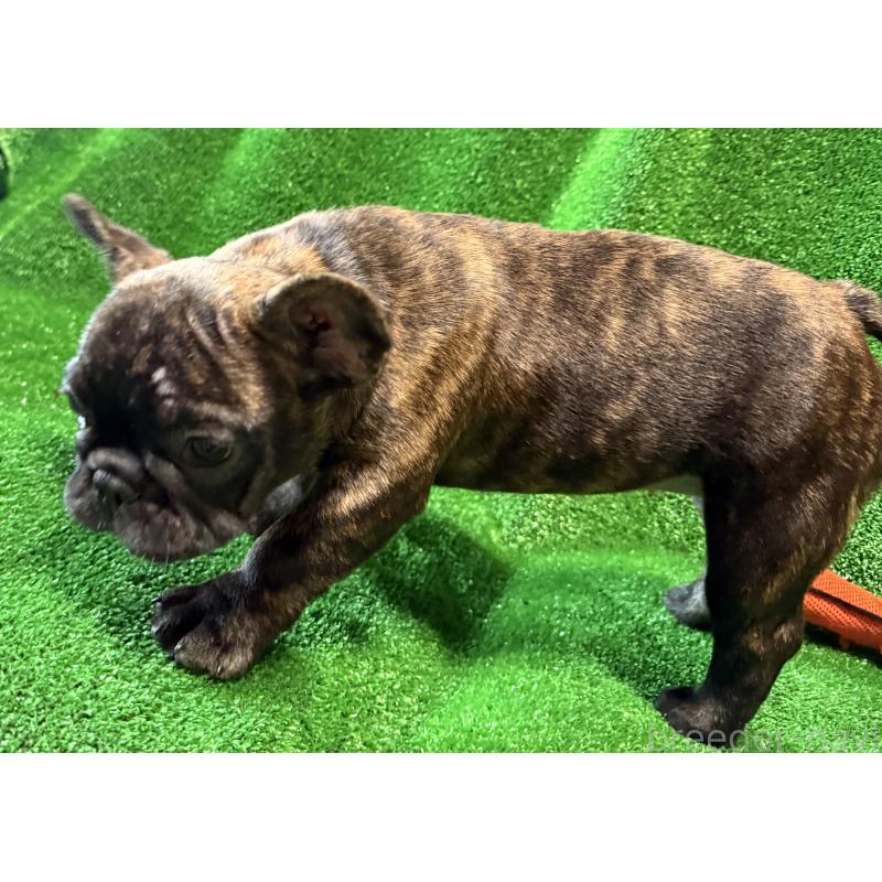 成約済の愛媛県のフレンチブルドッグ-413827の4枚目