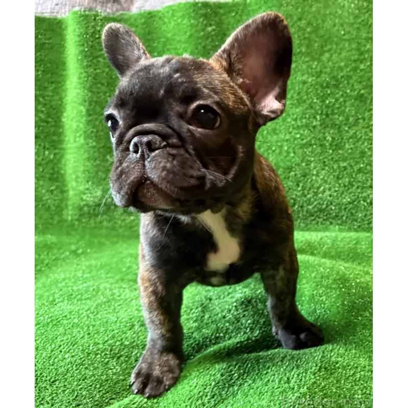 成約済の愛媛県のフレンチブルドッグ-413827の3枚目