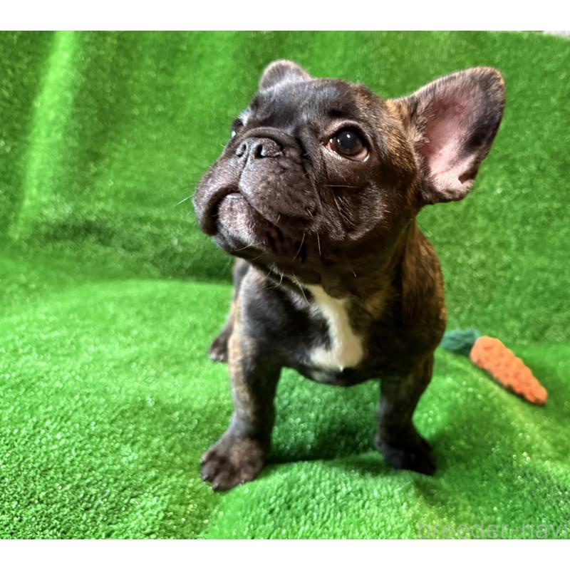 成約済の愛媛県のフレンチブルドッグ-413827の2枚目