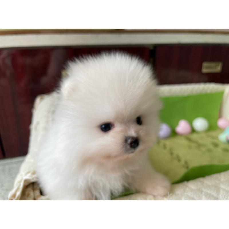 販売中の岐阜県のポメラニアン-412943の12枚目