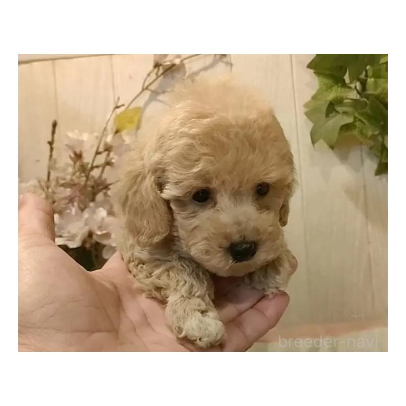 販売中の愛知県のティーカッププードル-415424の4枚目