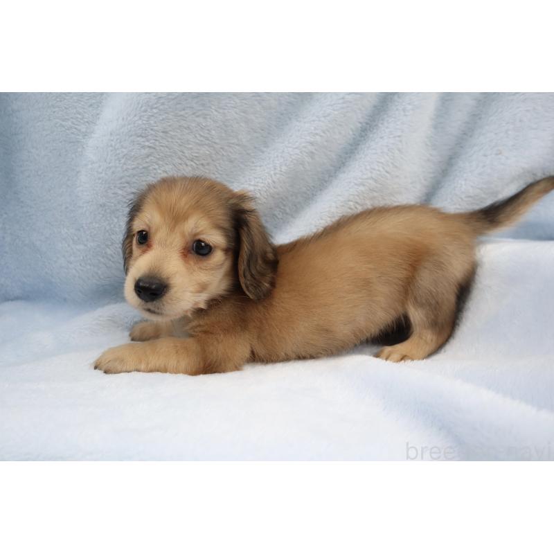 販売中の東京都のカニンヘンダックスフンド(ロングヘアード)-413665の6枚目