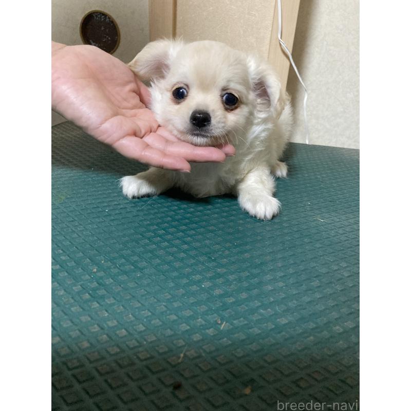 販売中の千葉県のチワワ(ロングコート)-415429の2枚目