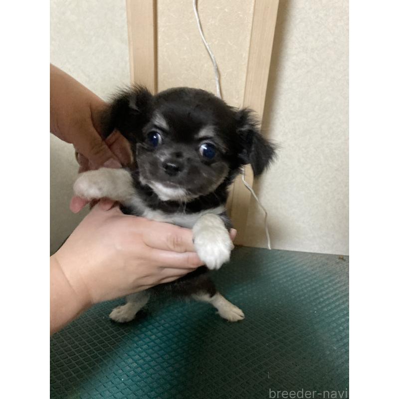 販売中の千葉県のチワワ(ロングコート)-415432の14枚目