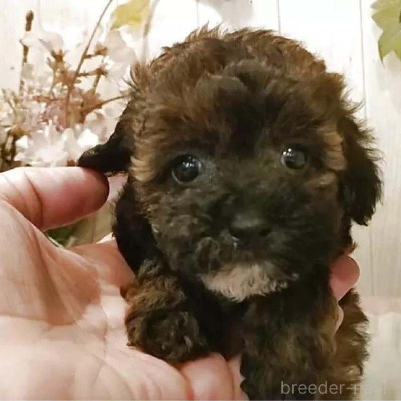 販売中の愛知県のティーカッププードル-415433の1枚目