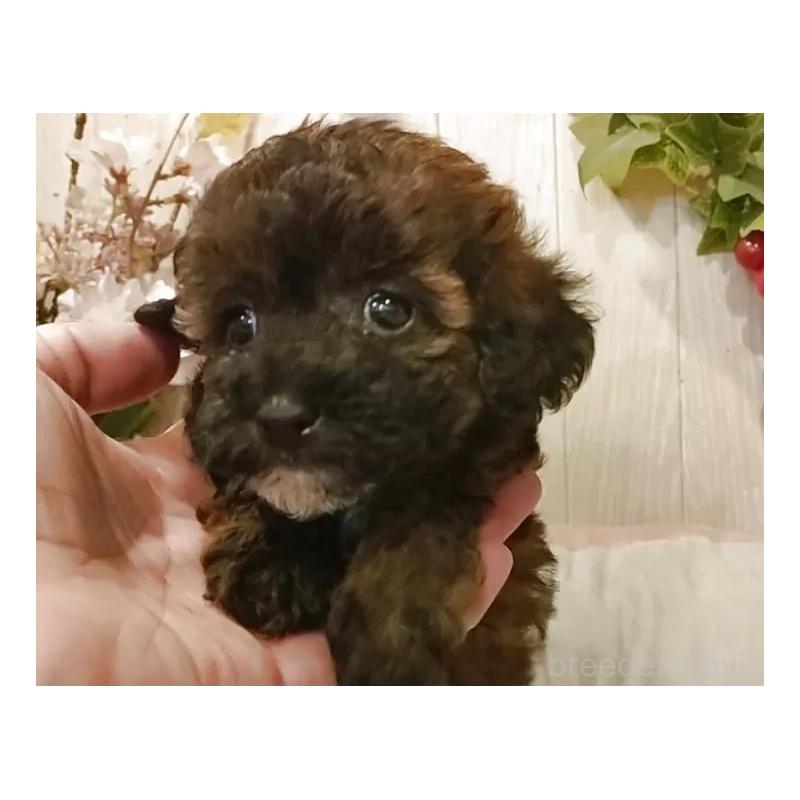 販売中の愛知県のティーカッププードル-415433の4枚目