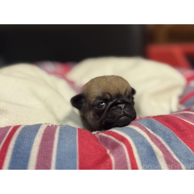 販売中の岐阜県のパグ-414507の6枚目