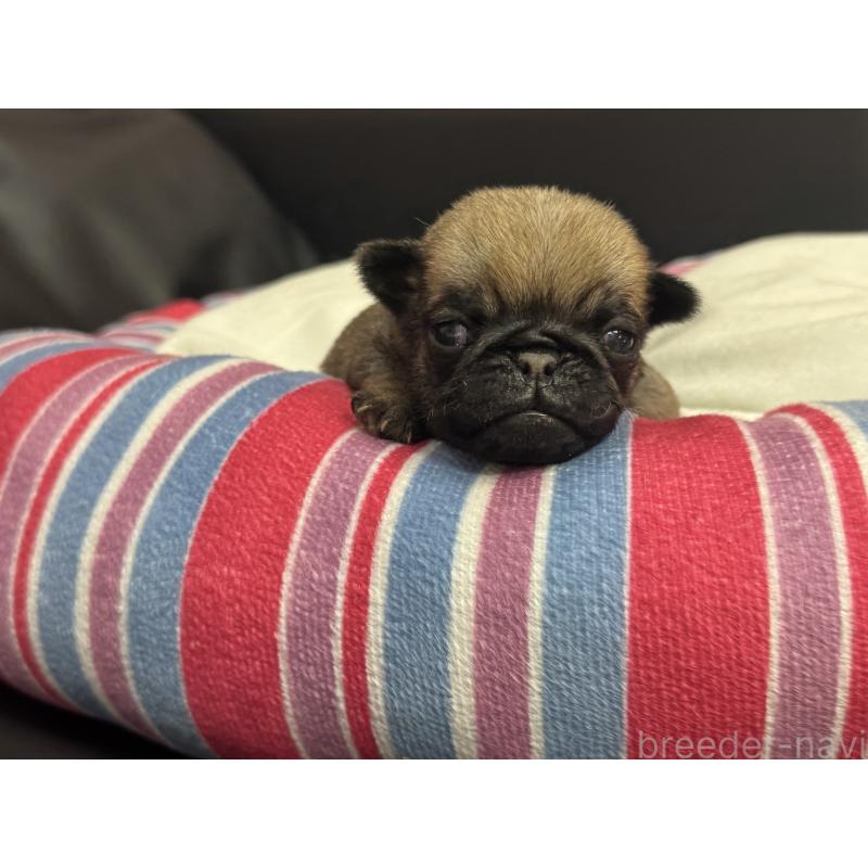 販売中の岐阜県のパグ-414507の5枚目