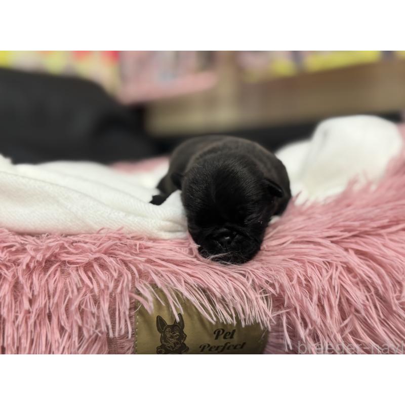 販売中の岐阜県のパグ-415444の11枚目