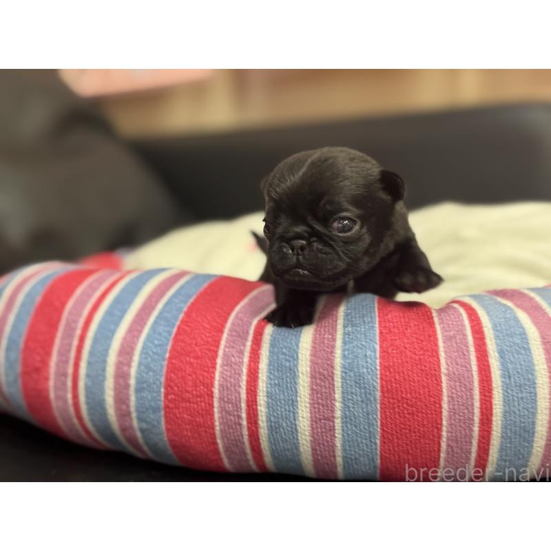 商談中の岐阜県のパグ-414508の12枚目