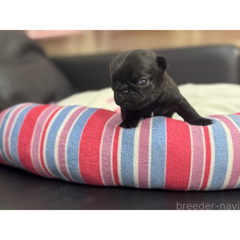 商談中の岐阜県のパグ-414508の11枚目