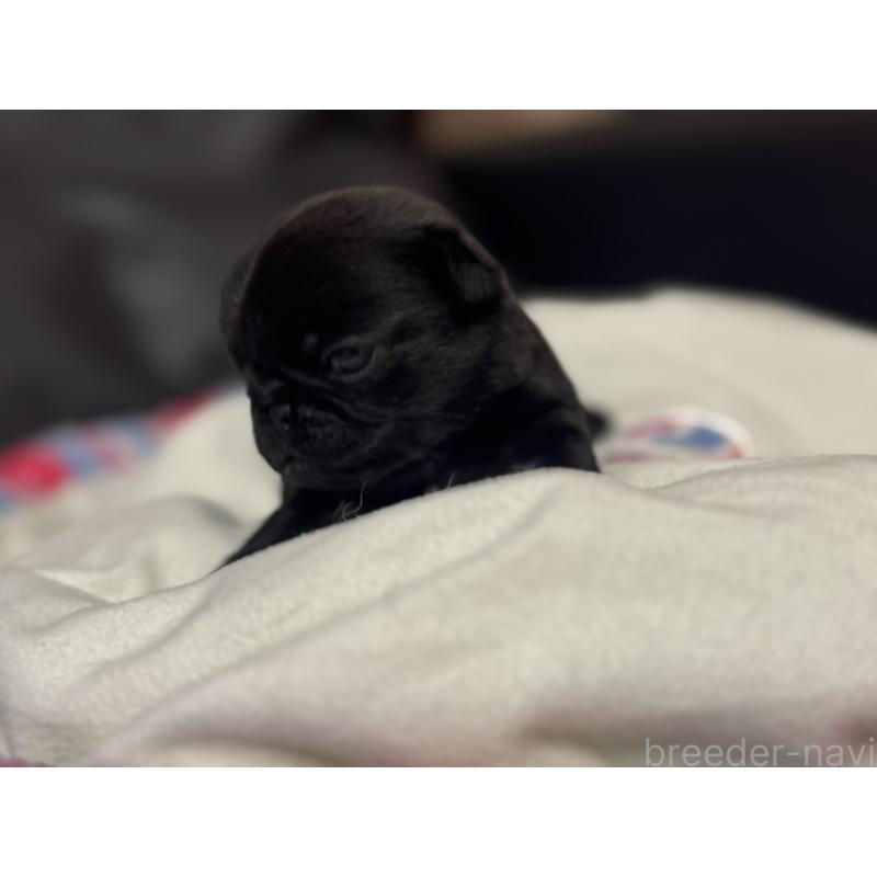 商談中の岐阜県のパグ-414508の10枚目