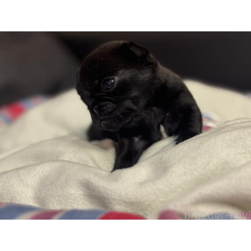 商談中の岐阜県のパグ-414508の9枚目