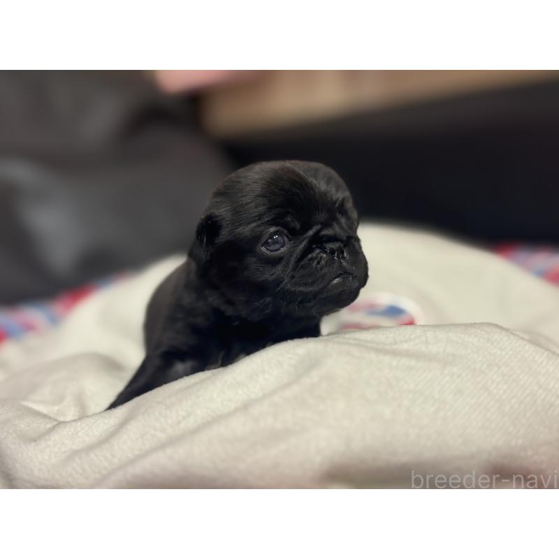 商談中の岐阜県のパグ-414508の8枚目