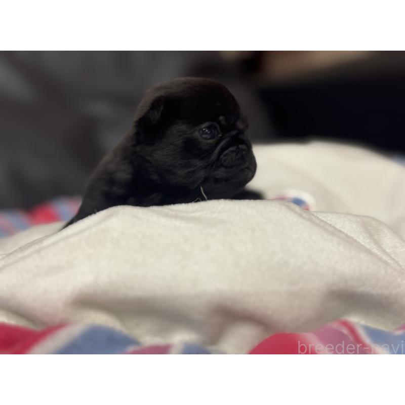 商談中の岐阜県のパグ-414508の7枚目