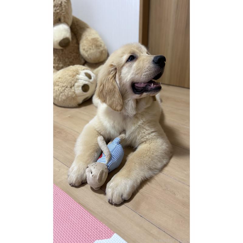 販売中の静岡県のゴールデンレトリーバー-415451の7枚目
