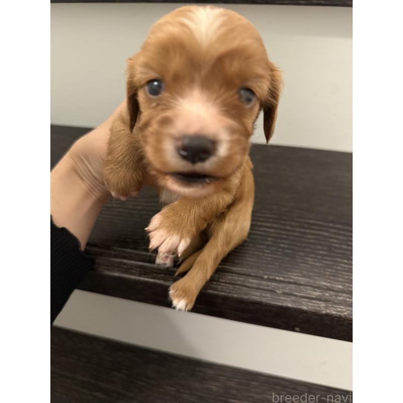販売中の岡山県のミックス犬-415455の4枚目