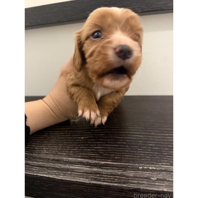 販売中の岡山県のミックス犬-415455の3枚目