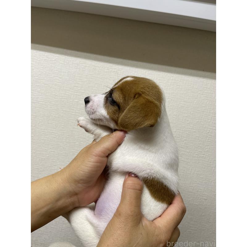販売中の千葉県のジャックラッセルテリア-415457の3枚目