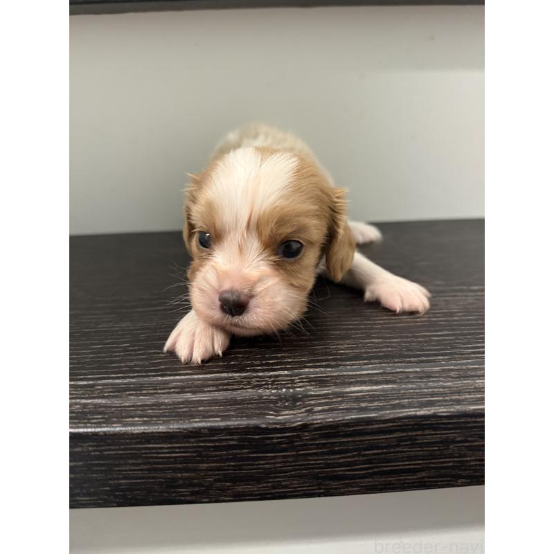 販売中の岡山県のミックス犬-415458の4枚目