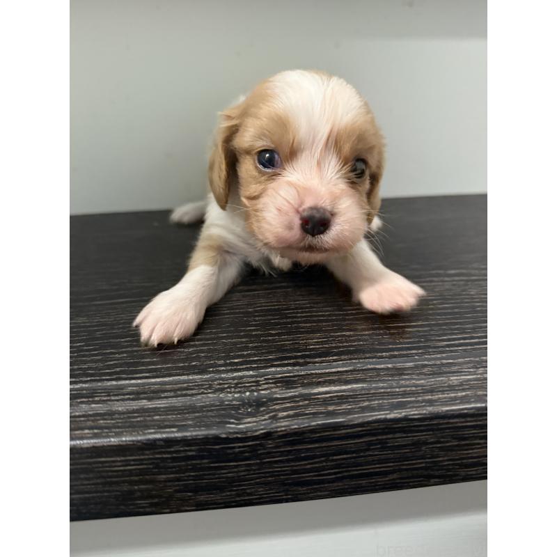 販売中の岡山県のミックス犬-415458の3枚目