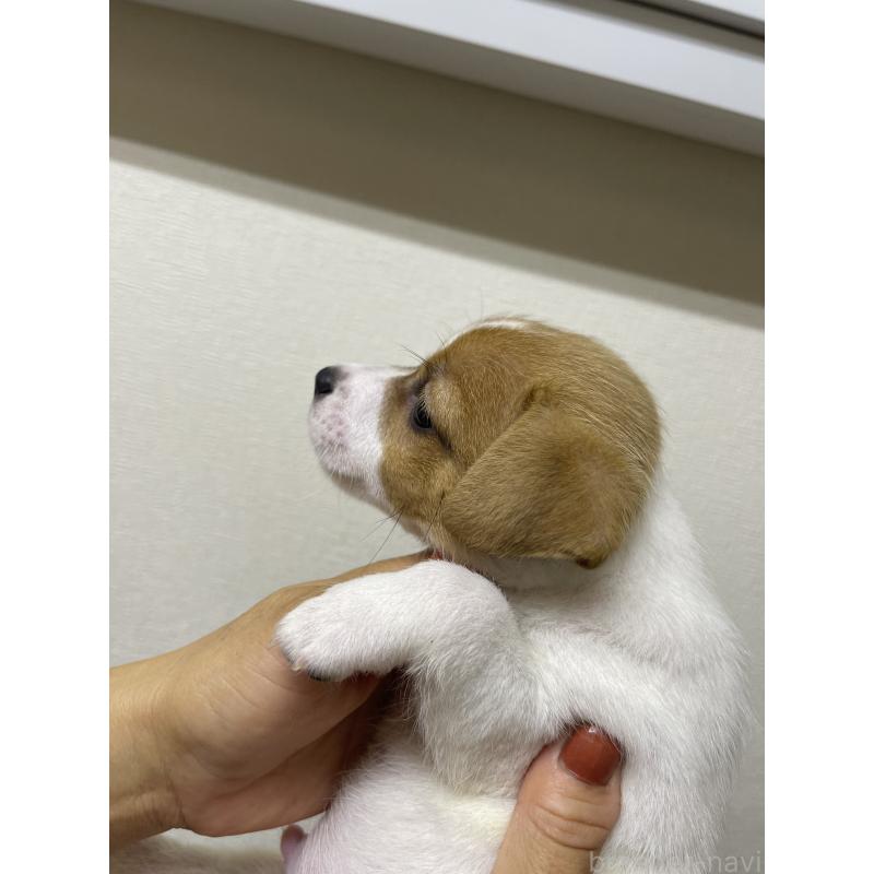 販売中の千葉県のジャックラッセルテリア-415459の3枚目