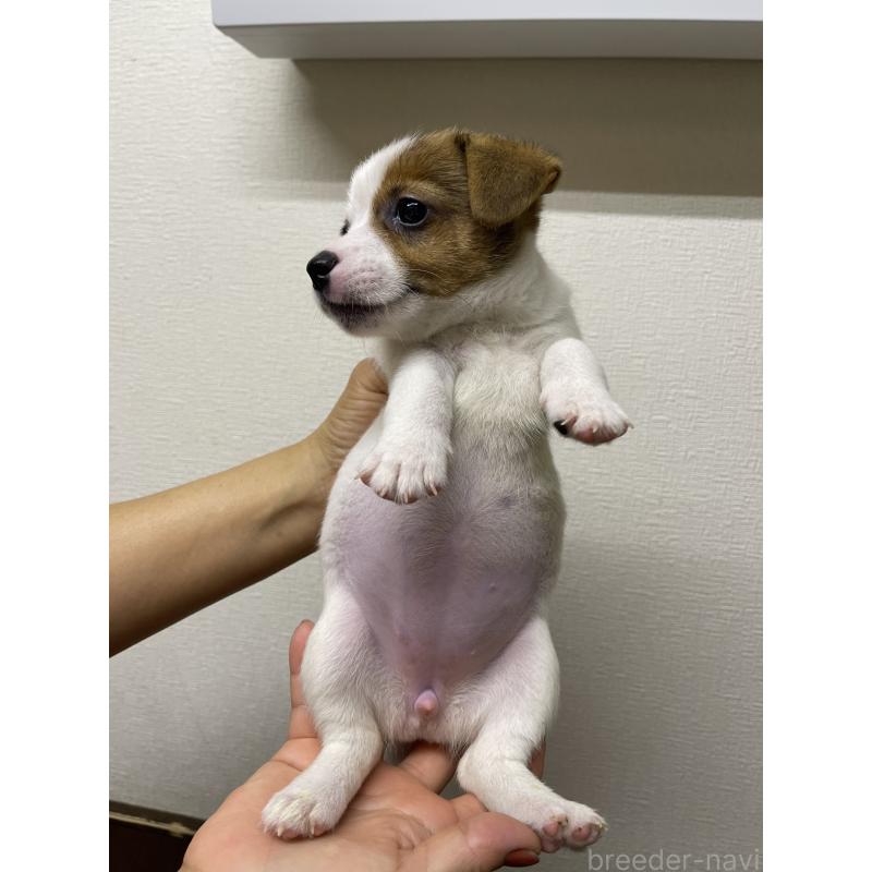 販売中の千葉県のジャックラッセルテリア-415460の6枚目