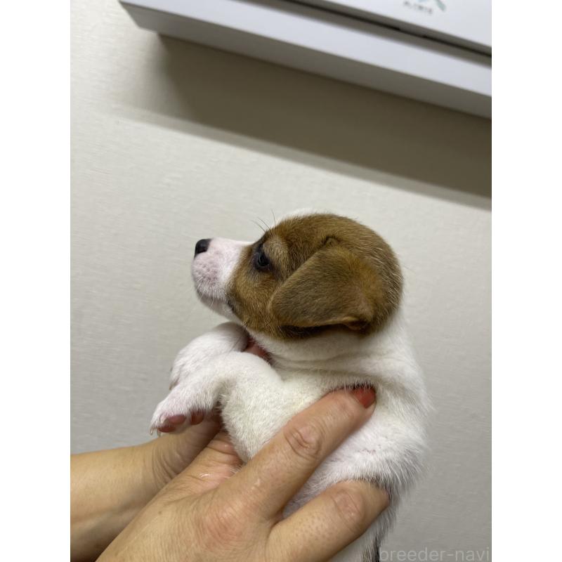 販売中の千葉県のジャックラッセルテリア-415460の3枚目