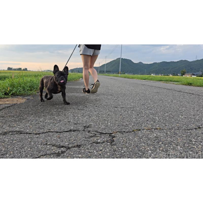 販売中の新潟県のフレンチブルドッグ-415462の4枚目