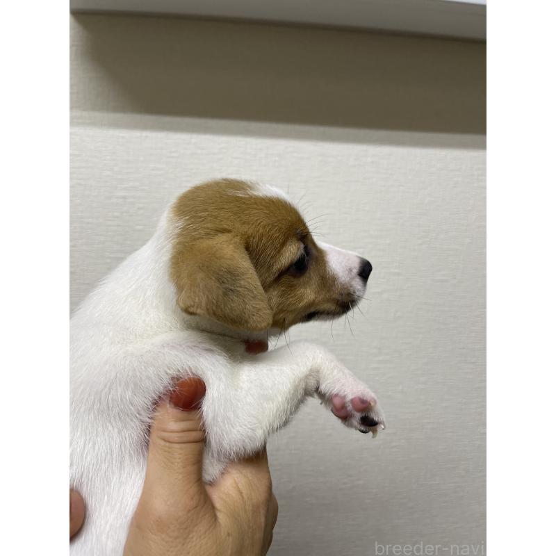 販売中の千葉県のジャックラッセルテリア-415461の3枚目