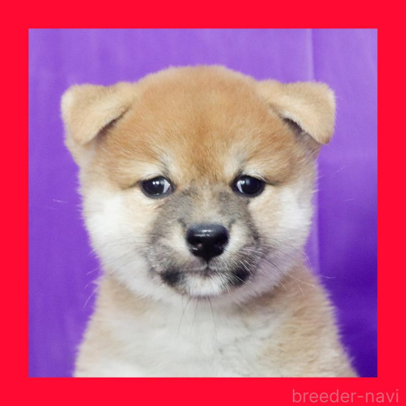 販売中の愛知県の柴犬-415463の1枚目