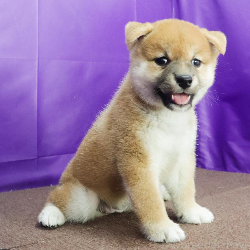 販売中の愛知県の柴犬-415463の3枚目