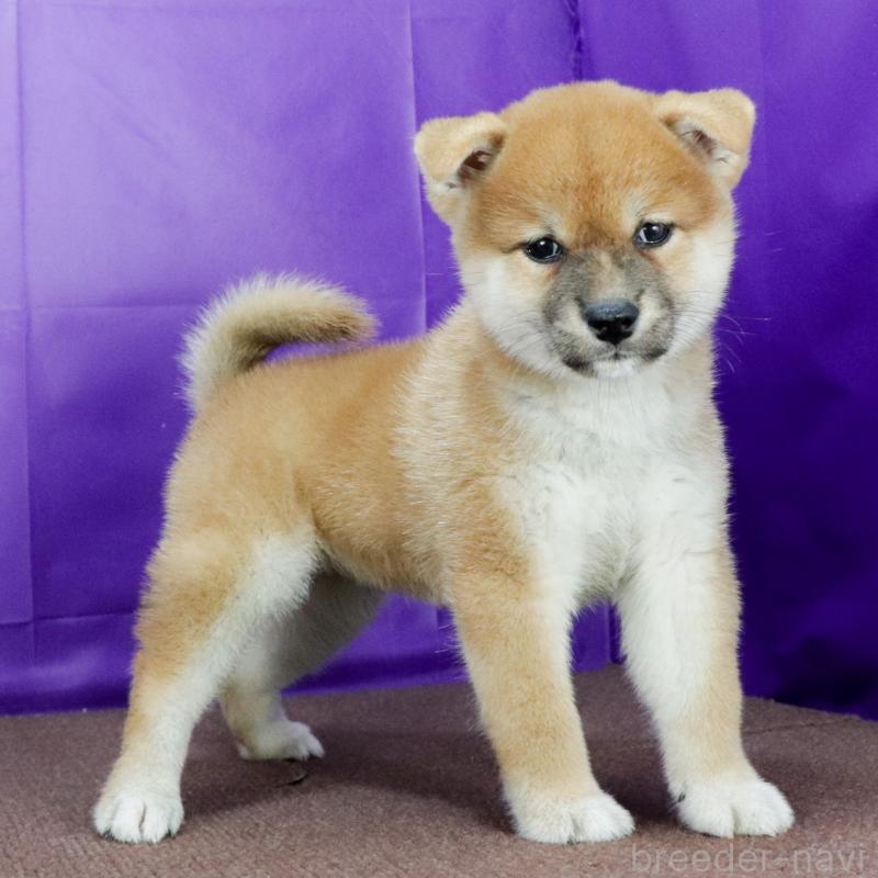 販売中の愛知県の柴犬-415463の2枚目