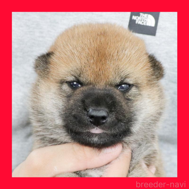 販売中の愛知県の柴犬-415465