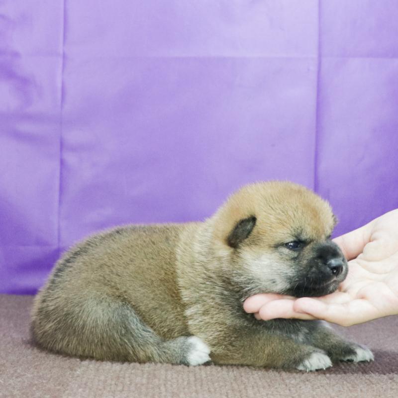 販売中の愛知県の柴犬-415465の3枚目