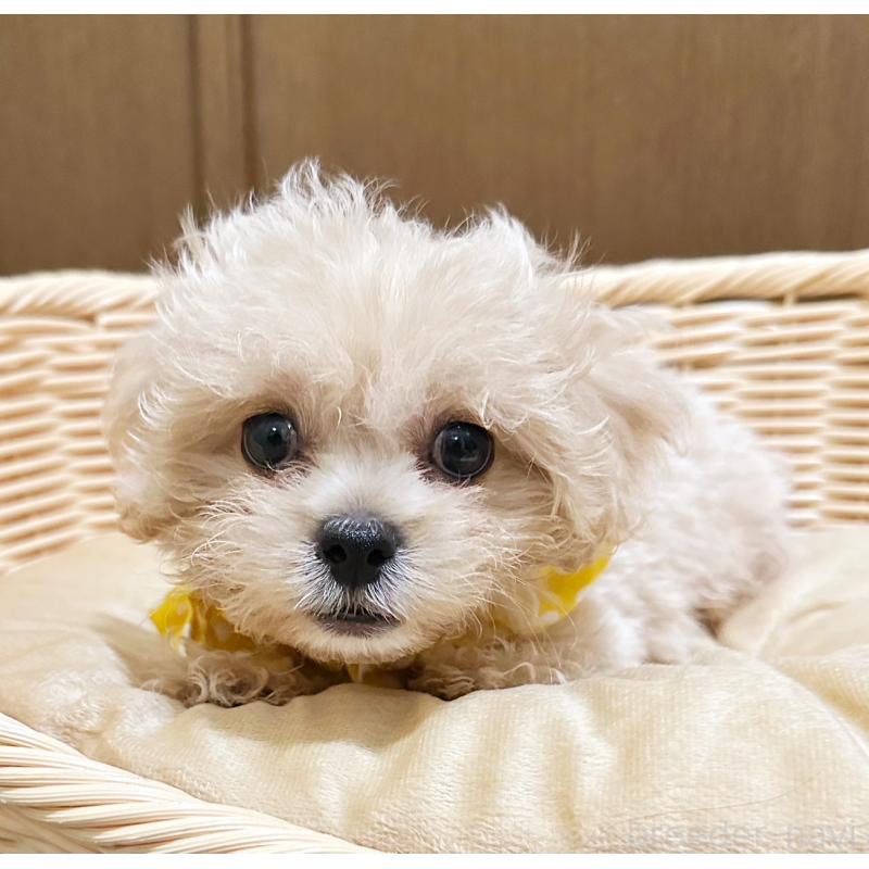 販売中の埼玉県のミックス犬-415464の3枚目