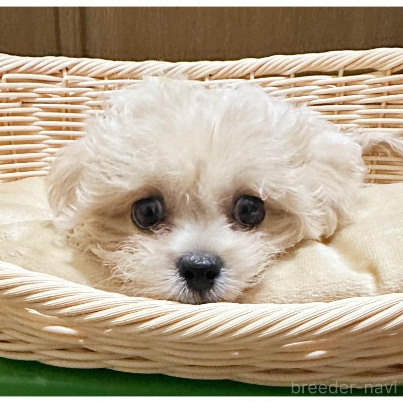 販売中の埼玉県のミックス犬-415464の2枚目